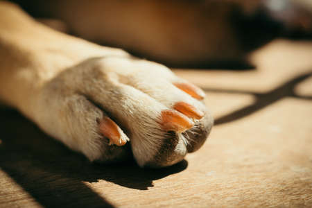Close up of a dogs's paw in sunlight during noon.の写真素材