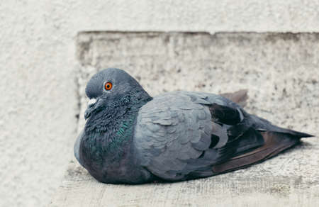 rock pigeon sitting on a wall