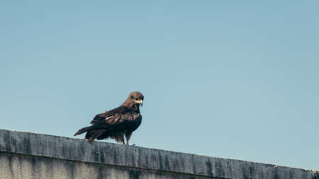 Black Kite sitting on a building against the blue skyの写真素材