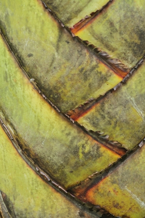 Banana Patternの写真素材