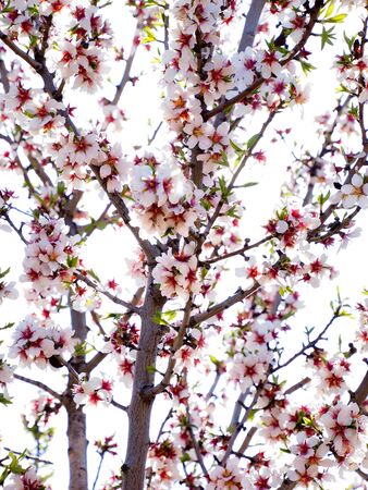 Almond branch in bloomの写真素材