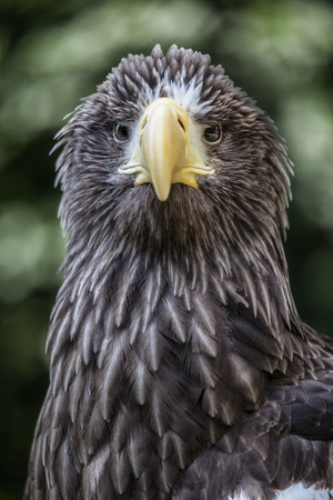 Aguila European pigargoの写真素材