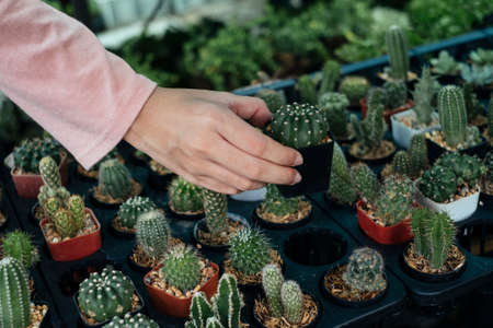 Cropped image of woman's hand in pink long sleeve t-shirt pick baby cactus in the flower bed up.