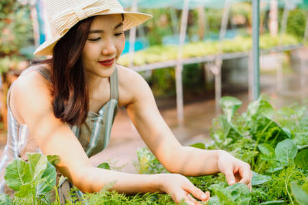 Young asian woman wearing hat harvesting vegetables in organic farm.の写真素材