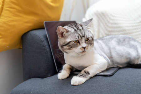 Fluffy cat laying over on laptop trying to interrupt human from working.の写真素材