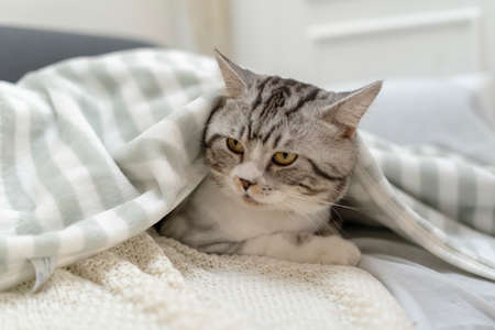 Fluffy cat resting under blanket on a bed.の写真素材