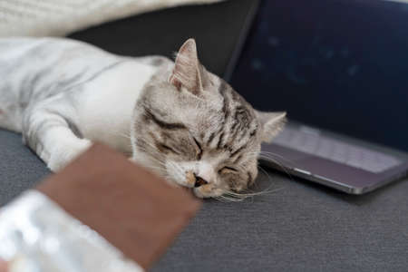 Human try to lure cat with food to wake it up. Cat sleeping on a couch next to laptop.