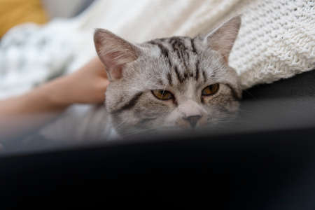 Fluffy cat resting on a couch looking computer laptop screen. Social life of cat.