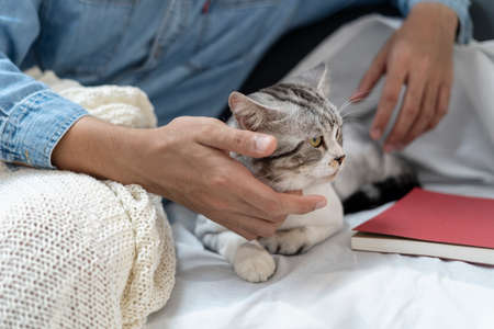 Man playing with cat on a couch. Human rubbing cat head. Playing with cat.