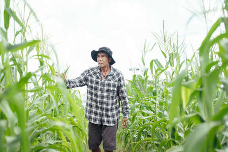 Asian elderly senior farmer with a hat checking product in a corn field.