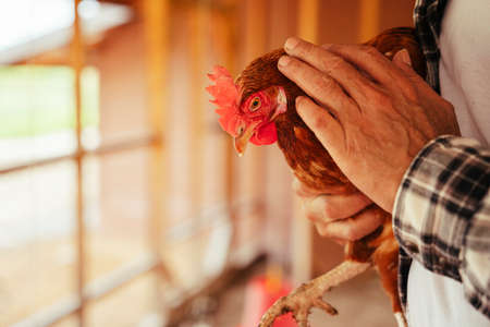 Close up asian elderly senior farmer holding chicken as a pet.の写真素材