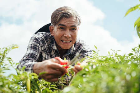 Asian elderly senior farmer using scissor to harvest a small fruit in a farm.の写真素材
