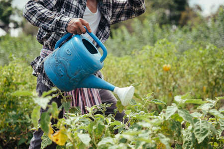 Asian elderly senior farmer watering with can at agriculture local farm.の写真素材
