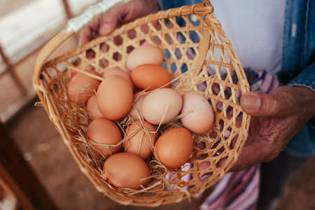 Close up asian elderly senior farmer holding organic egg basket.の写真素材