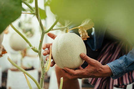 Asian elderly senior farmer harvesting fresh melon from a farm.の写真素材