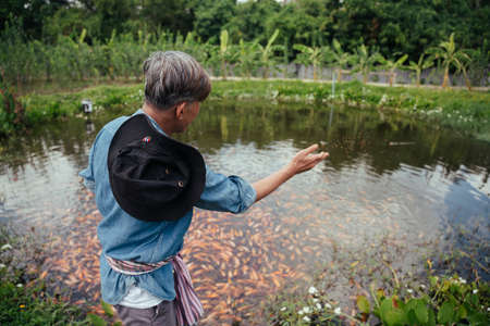 Asian elderly senior farmer feeding fish with pellet food in fishing farm.の写真素材