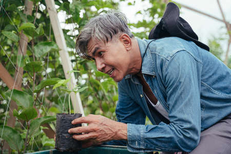 Asian elderly senior farmer pick up seedling plant from basket.