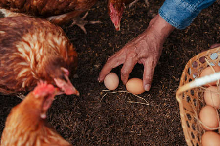 Hand of Asian elderly senior farmer pick up fresh egg in chicken farm.の写真素材