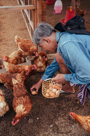 Asian elderly senior farmer collecting fresh egg in chicken farm.の写真素材