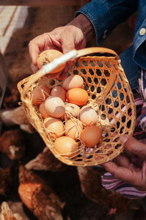 Farmer collecting fresh egg in local chicken farm.の写真素材