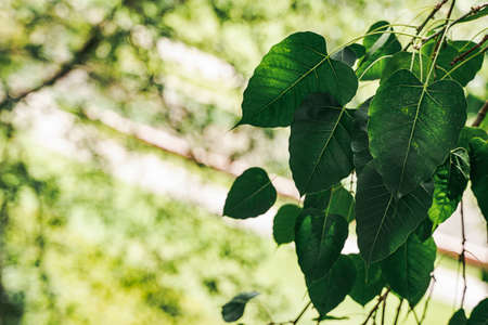 Leaf branch of Bodhi tree in forest.