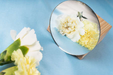 Flower with reflection in circle mirror on blue background.の写真素材