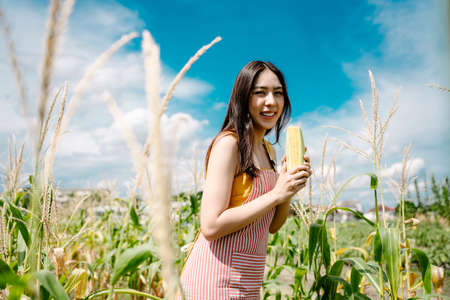 Beautiful asian farmer woman harvesting corn in farm.の写真素材