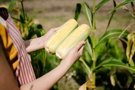 Asian farmer woman compare size of corn before putting in categories.