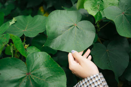 Hand of human touching green leaf in a jungle.の写真素材