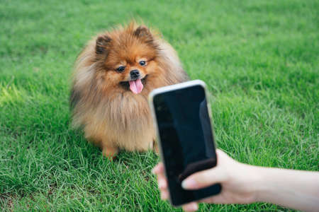 Owner woman taking photo of her dog with smartphone at park.の写真素材