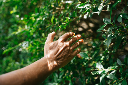 Hand of senior elderly old person touching green plant leaf at yard.