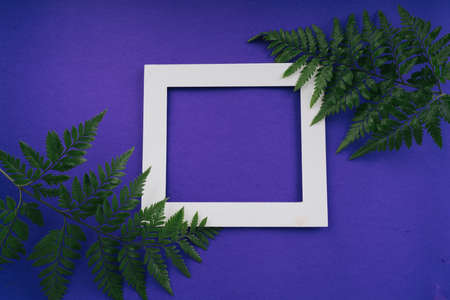 Christmas tree branches lay flat on purple background with blank white frame card. Thai mother day.
