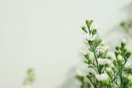 White gypsophila flower bouquet. Copy space. a bunch of baby breath flowers.の写真素材