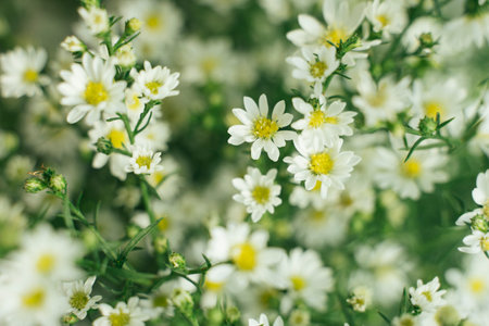 White gypsophila flower bouquet. Copy space. a bunch of baby breath flowers.の写真素材