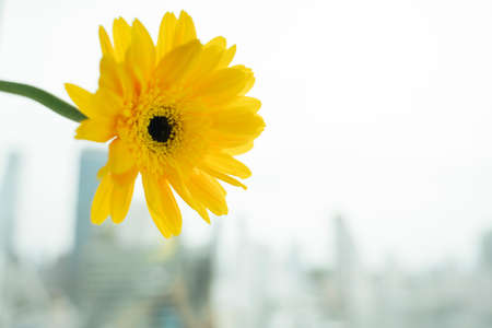 A single full bloom of sunflower. Copy space. Mock up.の写真素材