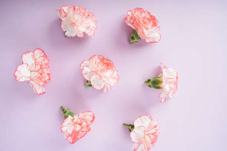 White carnation flower over purple background. Copy space.の写真素材