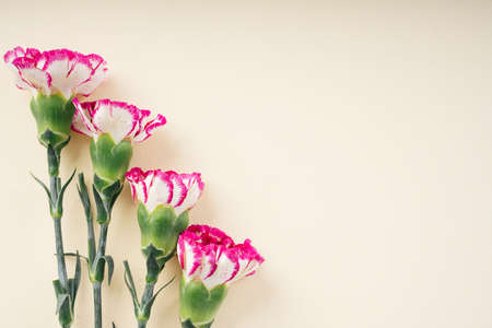 Carnation flower on beige background. Copy space. Blooming season.の写真素材