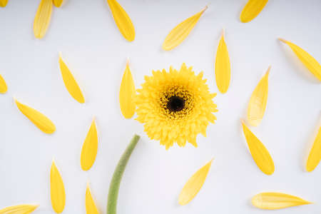 Spring summer blooming sunflower with petal pollen over white background. Top view.の写真素材