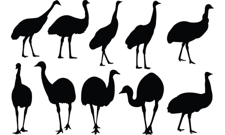 Emu Silhouette vector illustrationのイラスト素材
