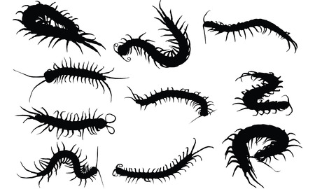 Centipedeのイラスト素材