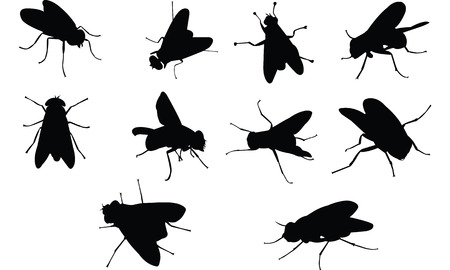 Fly  Silhouette vector illustrationのイラスト素材
