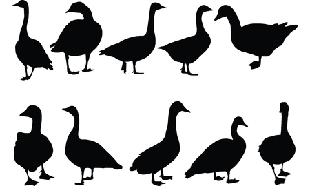 Goose Silhouette vector illustrationのイラスト素材