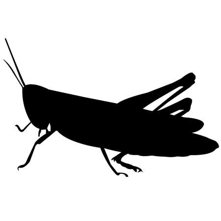 Cricket Silhouette Vector Graphicsのイラスト素材