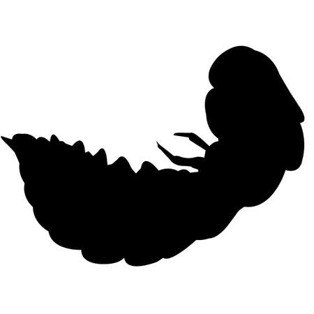 Firefly Silhouette Vector Graphicsのイラスト素材