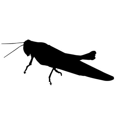 Locust Silhouette Vector Graphicsのイラスト素材
