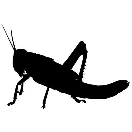 トノサマバッタの写真 イラスト素材一覧 147件 ストックフォトのamanaimages Plus