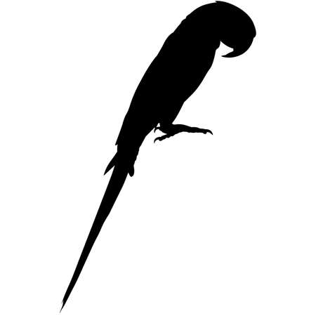 Parrot Silhouette Vector Graphicsのイラスト素材