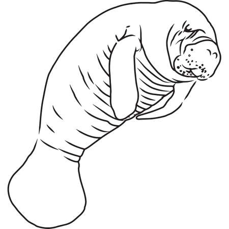 Hand Sketched, Hand Drawn Manatee Vectorのイラスト素材