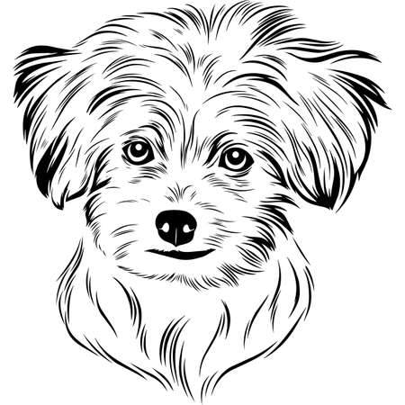 Maltese Dog Head Potrait Vector on a White Backgroundのイラスト素材