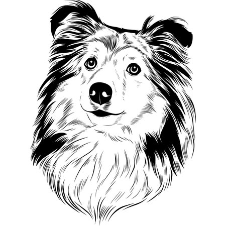 Shetland Sheepdog Dog - Black and White Potrait of Dog - breed face head isolated on whiteのイラスト素材